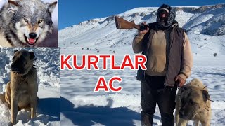 KURTLAR GECE BOYUNCA BENİ KÖPEKLERİ YATIRMADI