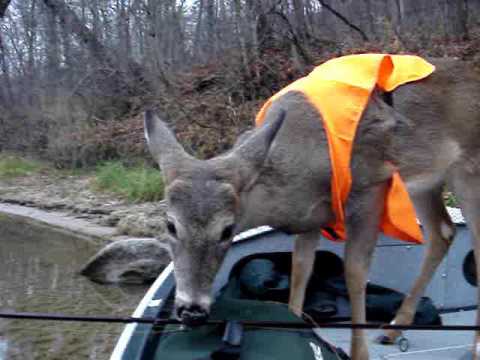 "Muskegon River Deer In Boat"- Michigan - YouTube