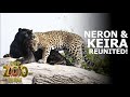 Neron and Keira are REUNITED! | One Zoo Three
