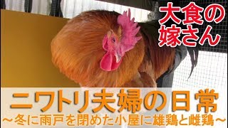 ニワトリ夫婦の日常～冬季の寒さ対策で雨戸を閉めた小屋に雄鶏と雌鶏～