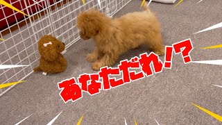 爆笑！ぬいぐるみと会話する子犬のトイプードル 妹だよとあげたら最高に面白かったｗ