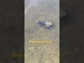 Baby Snapping turtle takes its first swim #arkansas #turtle