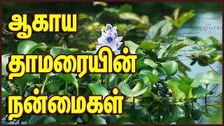 ஆகாய தாமரையின் நன்மைகள் | Health Tips in Tamil | Agaya Thamarai in Tamil