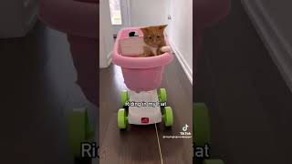 My Money Don't Jiggle Jiggle - Credits: TikTok @heyitsgingerandpepper #reels #trending #cats