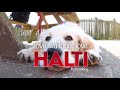 halti puppy walking made easy er