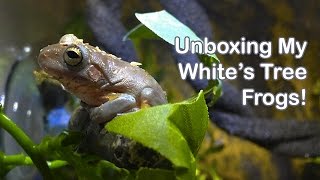 Unboxing: My White's Tree Frogs 🐸🐸