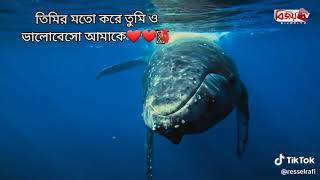 পুরুষ তিমি সঙ্গীর খোঁজে তিনটি মহাসাগর পাড়ি দিলেনআলহামদুলিল্লাহ অবশেষে খুজে পেলেন ❤️🫶❤️🐳🐋🐬.....।