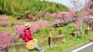 《嘉義景點》頂石棹 櫻之道，昭和櫻大綻放！交響曲號 Ms Peilin Symphony第80泊(車泊車宿)