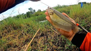 IKAN TIDAK MAU MAKAN UMPAN, INI DIA CARA MENGATASINYA || MANCING SEPAT SIAM BABON