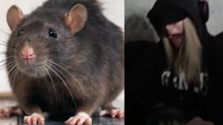 QTCinderella Finds a Rat in Her Room