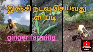 அதிக லாபம் தரும் இஞ்சி விவசாயம். இப்படியும் இஞ்சி நடவு செய்யலாம்