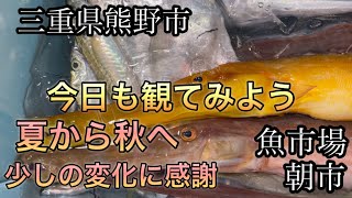 「伊勢海老が不漁!? 魚市場に並んだ夏から秋へと変化した魚たちとは？」