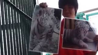 2016.7.10 岩手サファリパーク☆ホワイトタイガーのマハロお誕生日会【White tiger】_4