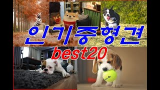 21세기 인기있는 중형견 베스트20