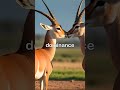 gazelles explained graceful antelopes