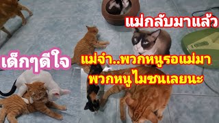 พวกหนูรอแม่กลับมา เด็กๆวิ่งมารับแม่ เด็กๆดีใจ@cats_home