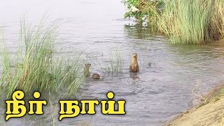 நீர் நாய் காவேரி ல நிறைய இருக்கு | நீர் நாய் | Otter in tamil