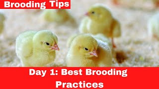 Brooding Day Old Chicks - Day 1: Best Brooding Practices
