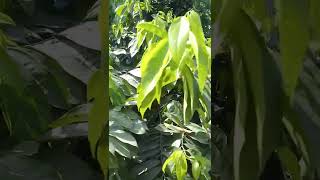 Artabotrys hexapetalus - Climbing Ylang Ylang - Manoranjitham - Amazing Farm  - Engineer Ka Bagh