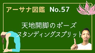 【アーサナ図鑑】No.57天地開脚のポーズ・スタンディングスプリット