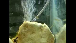 Our Mosquitofish in 10 gallon Aquarium