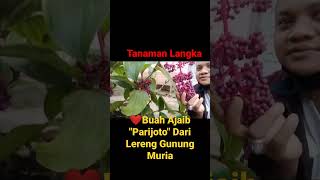 ❤️ Tanaman Langka, Buah Ajaib \