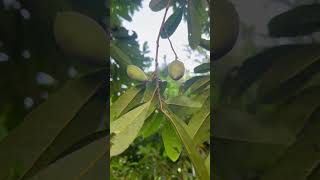 ម្ដេញផ្លែច្រើន #shortvideo #battambang #fruit