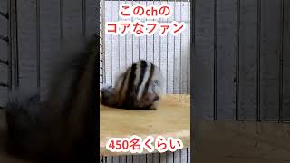 しまりす「ポン吉」結論！！このチャンネルの視聴回数は大体450回前後で止まる！！