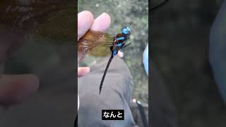 幻のブルー‼️ 捕まえるのが　とっても　難しい　トンボ【ヤンマ】