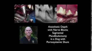 Vet Dentistry | Anesthetic Depth for a Patient with a Portosystemic Shunt Undergoing Mandibulectomy