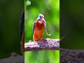 Precision of the Kingfisher: Nature's Aerial Hunter 6 #Kingfisher #shorts #animallanguage2al #short