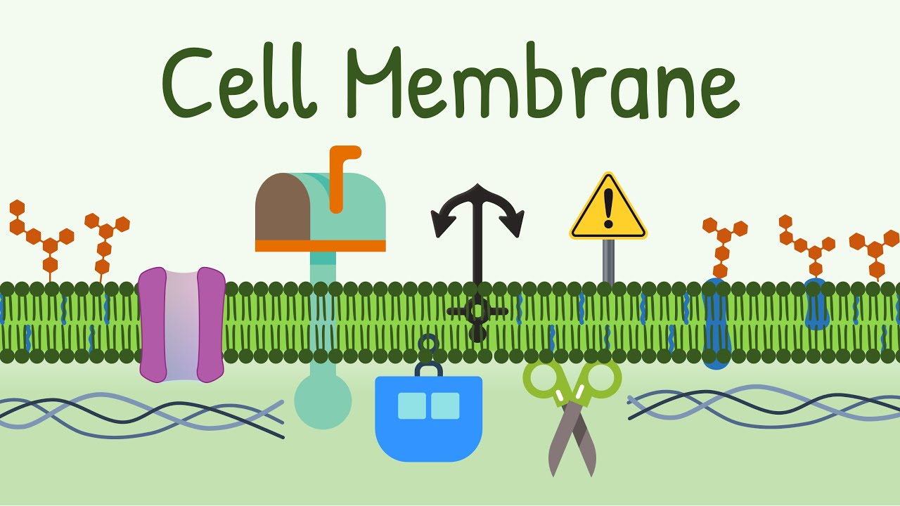 Cell Membrane Structure Functions