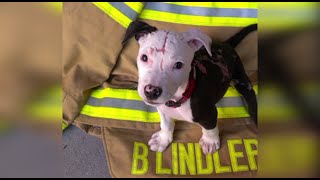 Pit Bull That Survived Fire Now Honorary Firefighter