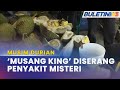 MUSIM DURIAN | 100 Pengusaha Kebun Durian 'Musang King' Kerugian RM1 Juta