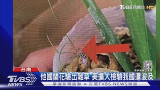 被「帶賽」?蘭花輸美驗出雜草 花農將增兩成人力品管｜TVBS新聞