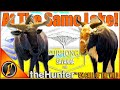 An Amazing Return to Vurhonga Savanna! | theHunter Call of the Wild