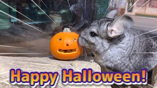 動物たちもハッピーハロウィン！(モルモット・チンチラ) 【足立区生物園】