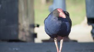 Shooting Wildlife, Practice 2: Pukeko - Birds at the Dump