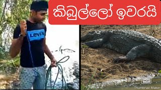 කිබුලන් අල්ලන්නේ මෙහෙමයි .Kibullo catching