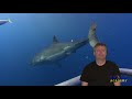 Great White Sharks  SHARK ACADEMY