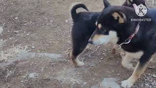 블랙탄진돗개 호동2와 아빠 똑닮은 두형제^^Korean Jindo Dog 🐕 .