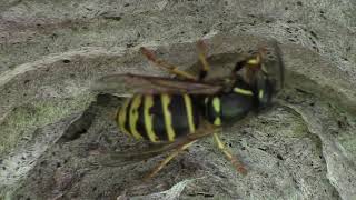 Wasps building a nest