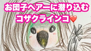 コザクラインコ雌お迎えしました❤️