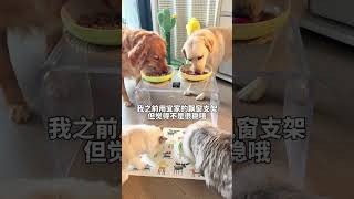 Feeding Dog ASMR 寵物吃播 70 #shorts