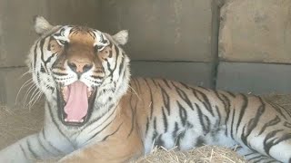 Sleepy Tiger Moans When He Gets Woken Up