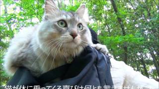 肩乗り猫　なぜ猫が肩に乗るのか？理由を知って思わずびっくり？！