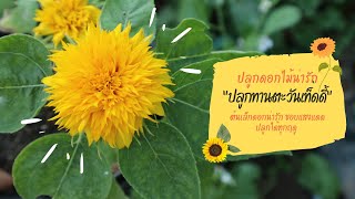 ปลูกไม้ดอกไม้ประดับ : ดอกทานตะวันเท็ดดี้🌻🌻🌻