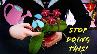 Avoid these things with Orchids! 🙅🏻‍♀️ Orchid soft spots you should know | Orchid Care for Beginners