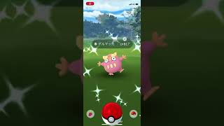 ポケモンGO 色違いダルマッカ出現！色違いヒヒダルマへ進化！