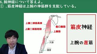 腕神経叢について【解剖生理学・形態機能学　脊髄神経・伝導路】